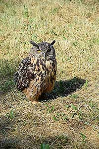 Rozloučení se školou v Dolním Třeboníně, Putování se zvířátky 24.6.2017, foto: Jan Švec