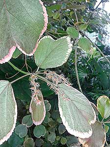 Cyklotoulky Lednicko – Valtickým areálem 29.5. - 3.6.